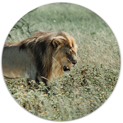 Wall circle lion green