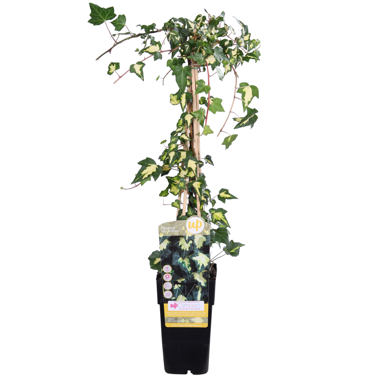 Klimop Hedera Helix Goldheart Ø15cm ↕65cm