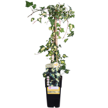 Klimop Hedera Helix Goldheart Ø15cm ↕65cm