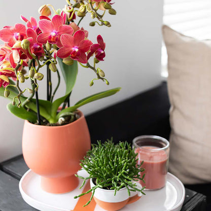 Orchidee Phalaenopsis rood Ø9 cm 2-3 takken