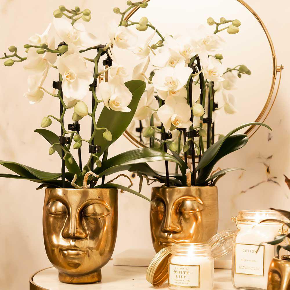 Orchidee Phalaenopsis Niagara Fall wit Ø9 cm pot