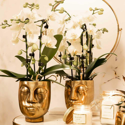 Orchidee Phalaenopsis Niagara Fall wit Ø9 cm pot