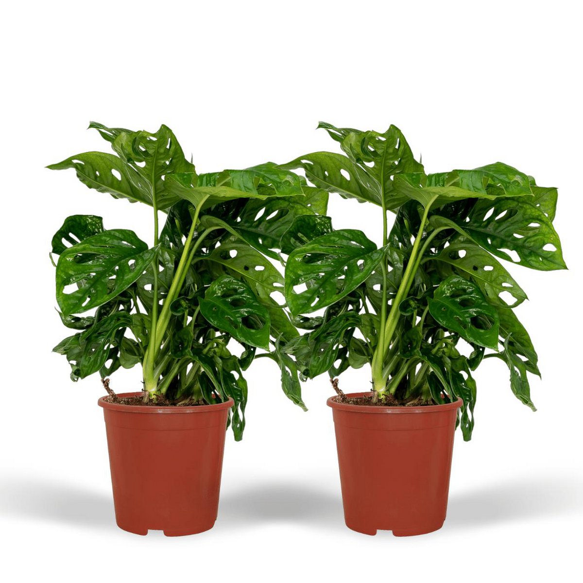 2x Monstera Monkey Leaf - Swiss Cheese Plant - 30cm - ø12