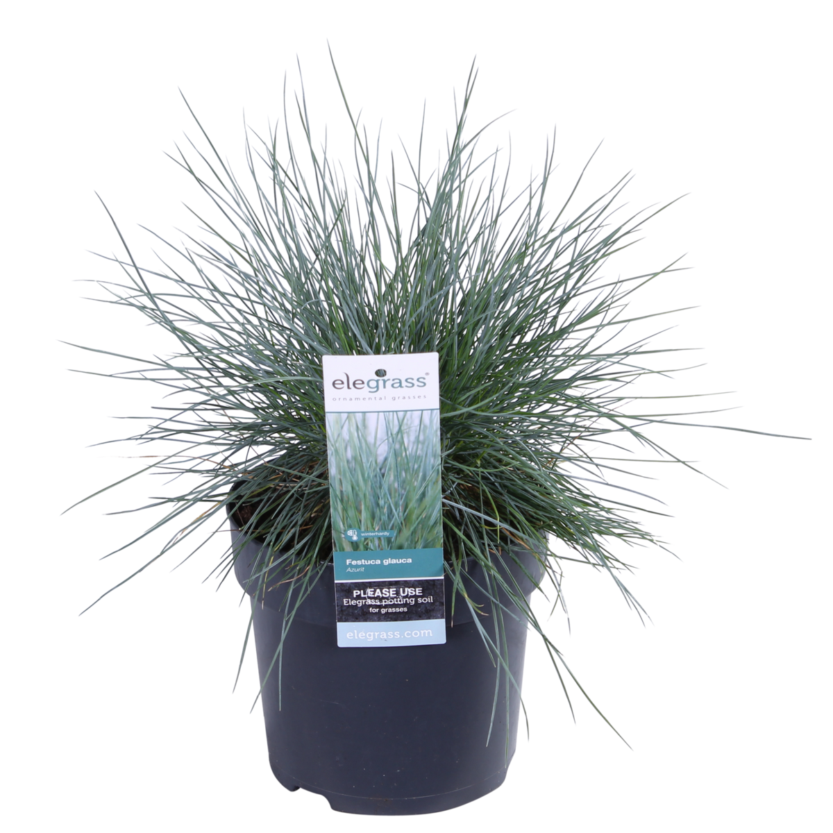 Festuca Glauca Azura Blue - Ø19cm - ↕40cm - Ø14 - ↨30cm
