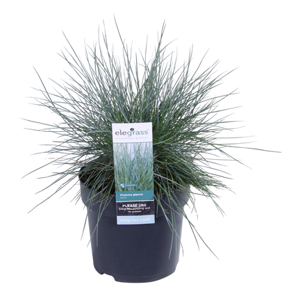 Festuca Glauca Azura Blue - Ø19cm - ↕40cm - Ø14 - ↨30cm
