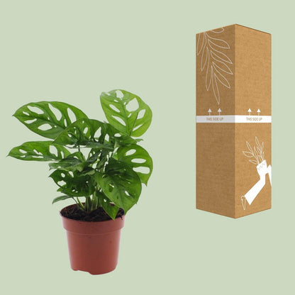 Monstera Monkey Leaf gatenplant Ø12cm ↕30cm