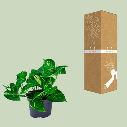 Epipremnum Golden plant Ø12cm