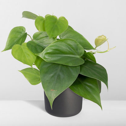 Philodendron Scandens Ø12cm 15cm