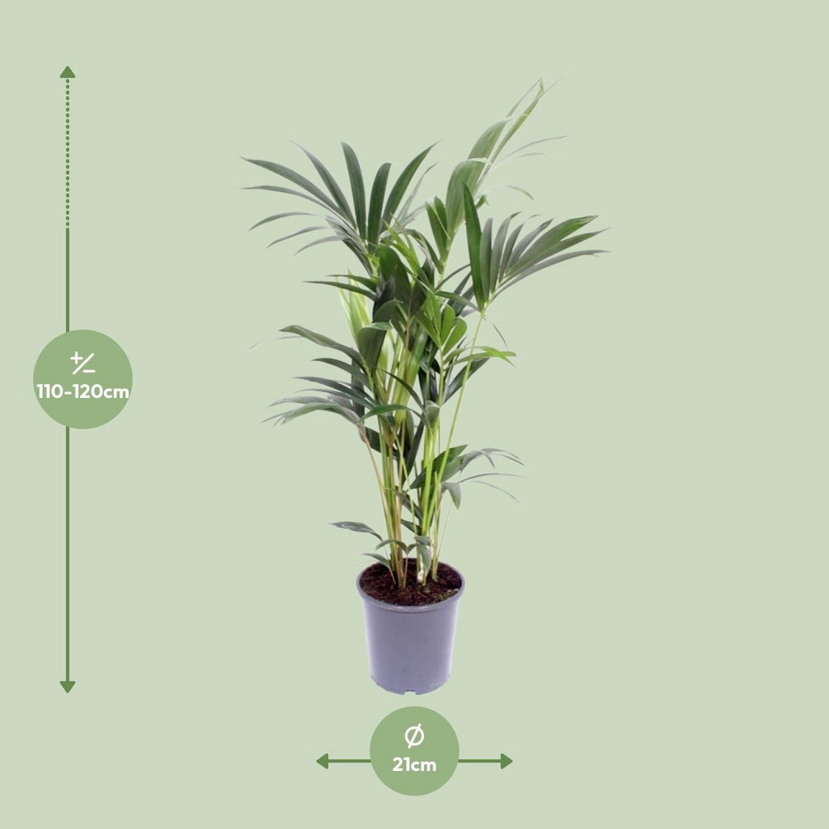 Kentia Palm Howea Forsteriana 5 per pot