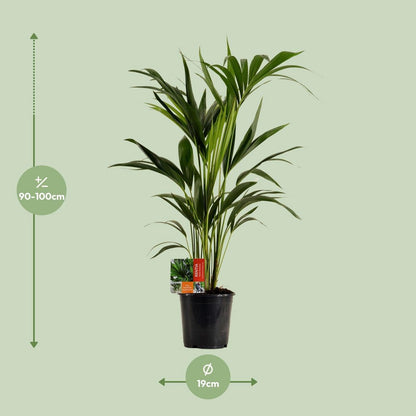Kamerplant Kentia 100 cm potmaat 19 cm