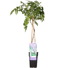 Blauwe regen klimplant Ø15cm ↕65cm
