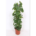 Kamerplant Philodendron Scandens hartblad