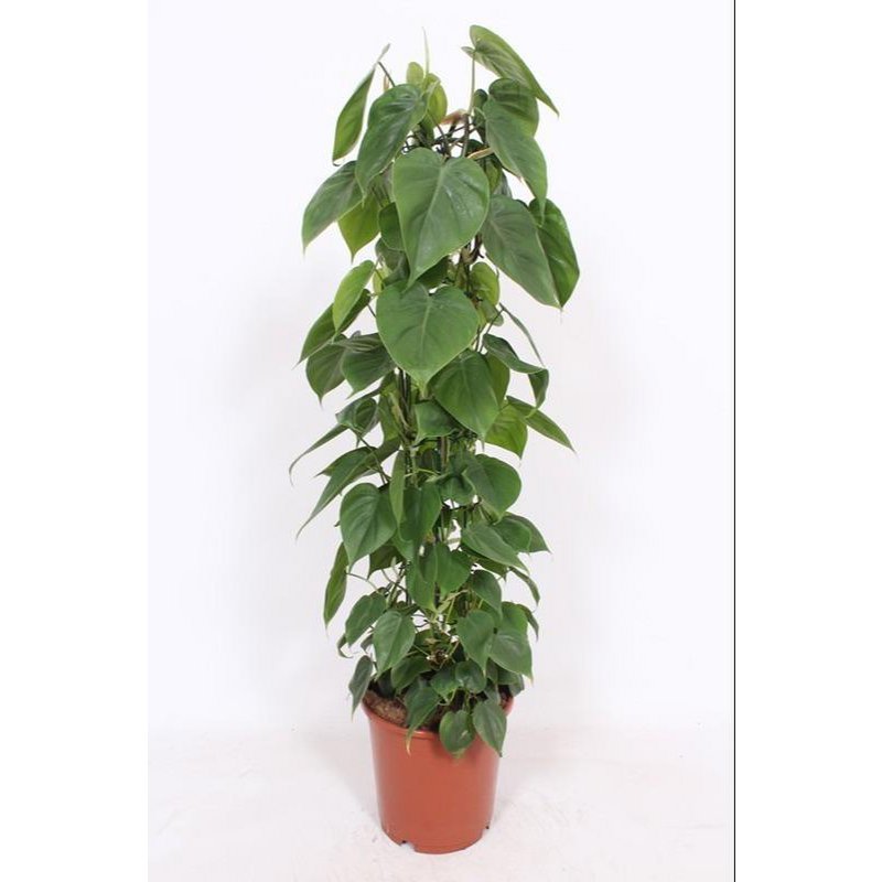 Kamerplant Philodendron Scandens hartblad