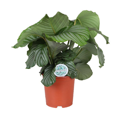 Calathea orbifolia kamerplant Ø21cm 70cm