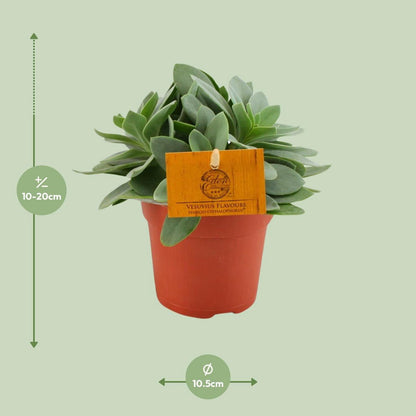 Vetplant Senecio cephalophorus Ø10,5 cm