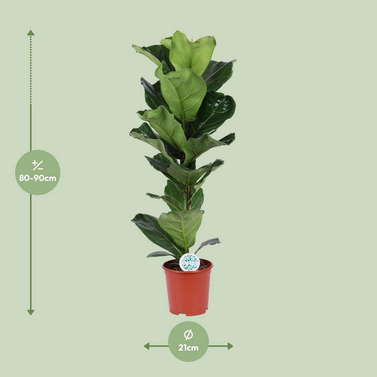 Ficus lyrata kamerplant Ø21cm 90cm