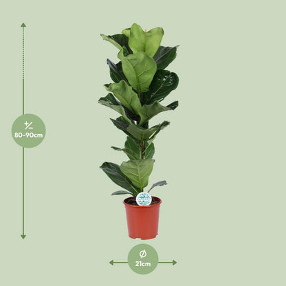 Ficus lyrata kamerplant Ø21cm 90cm