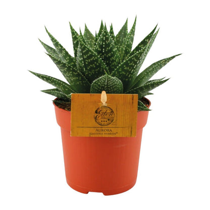 Kamerplant Gasteria Hybrid Aurora Ø11cm 15cm