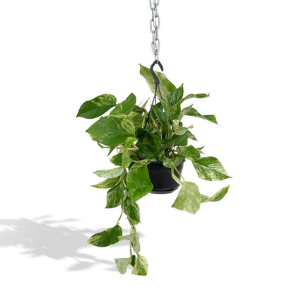 Kamerplant Epipremnum Marble Queen Ø15cm