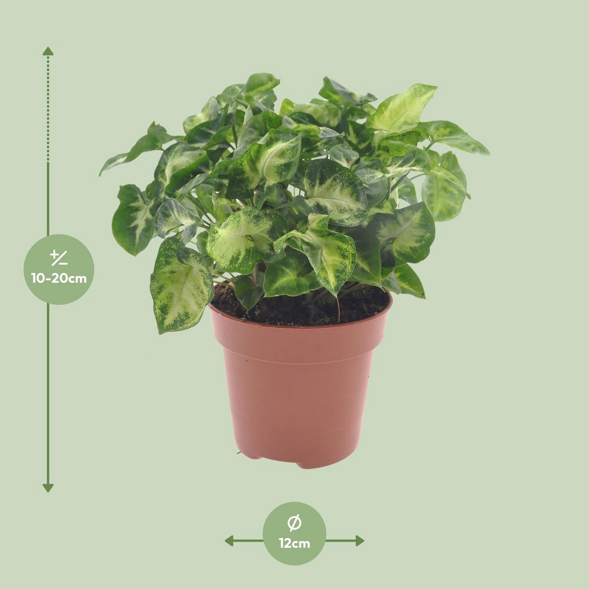 Syngonium pixie - Ø12cm - ↕20cm