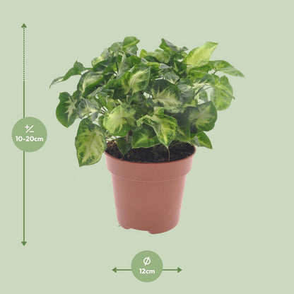 Syngonium pixie - Ø12cm - ↕20cm