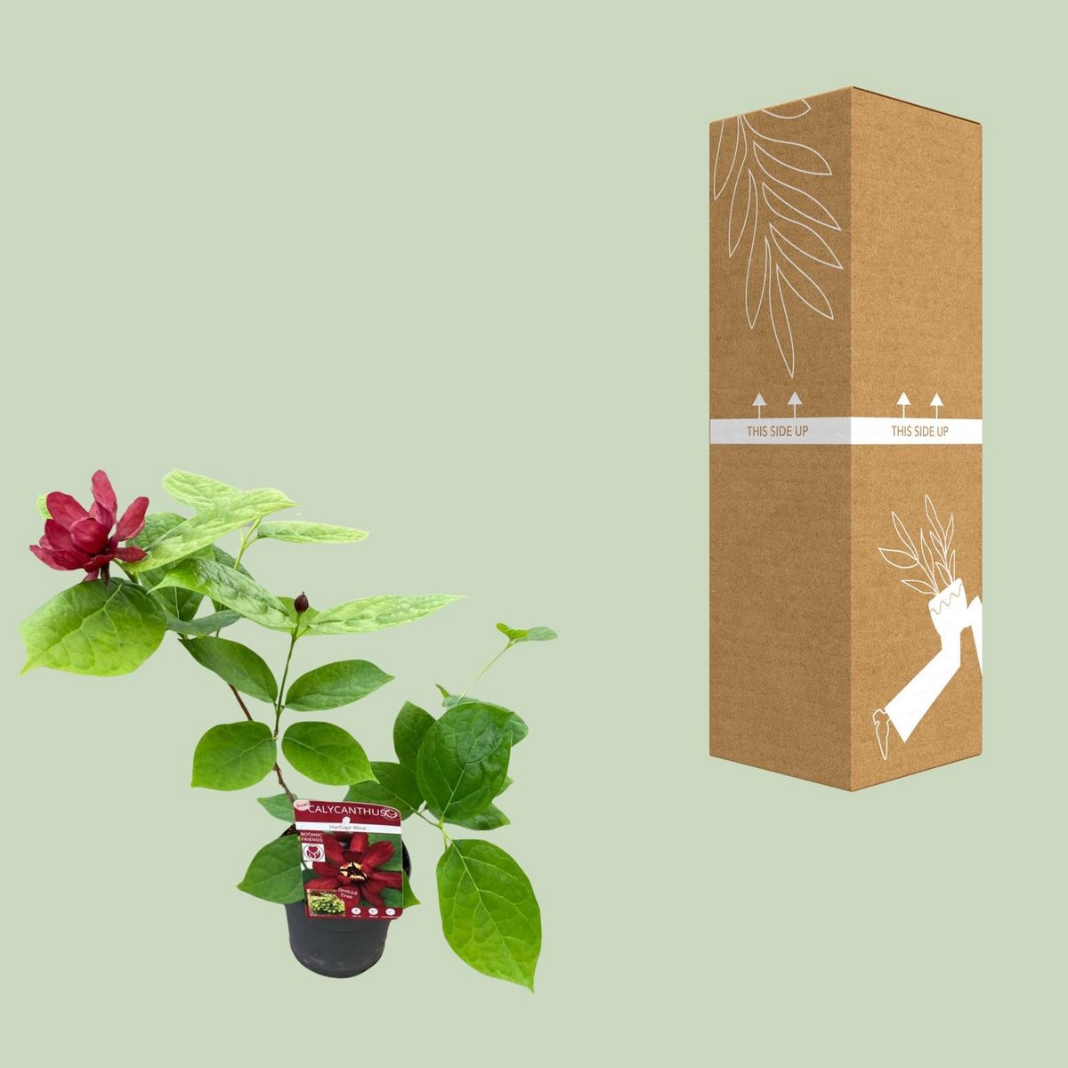 Sinocalycanthus 'Hartlage Wine'â® - Ø13 - ↨20cm