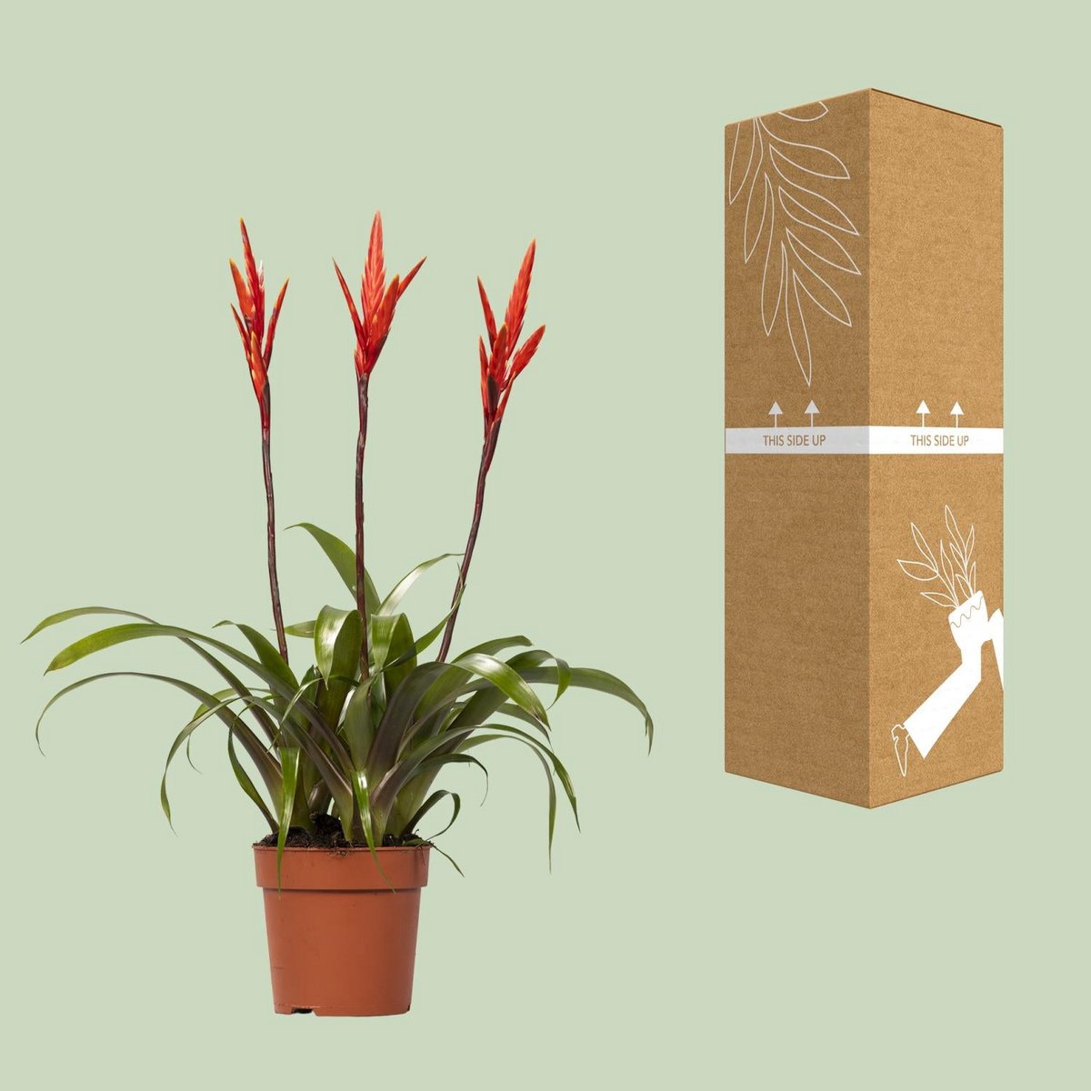Kamerplant Vriesea Elan Toef Ø12cm ↕55cm
