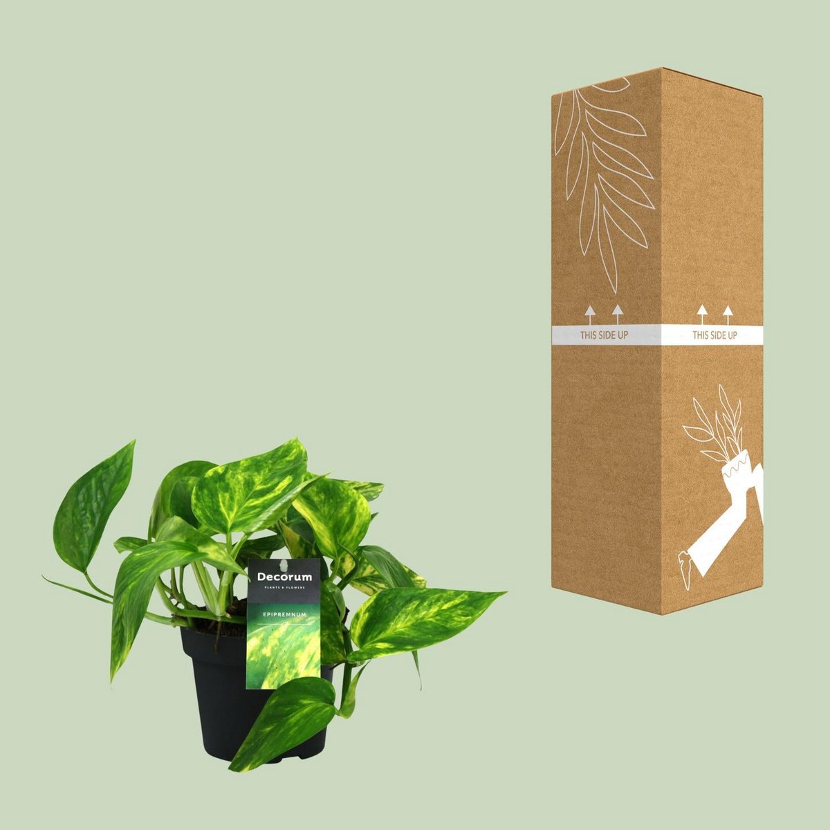 Scindapsus (Epipremnum) pinnatum pot - Ø12cm - ↕20cm