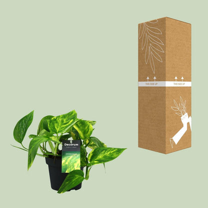 Scindapsus (Epipremnum) pinnatum pot - Ø12cm - ↕20cm