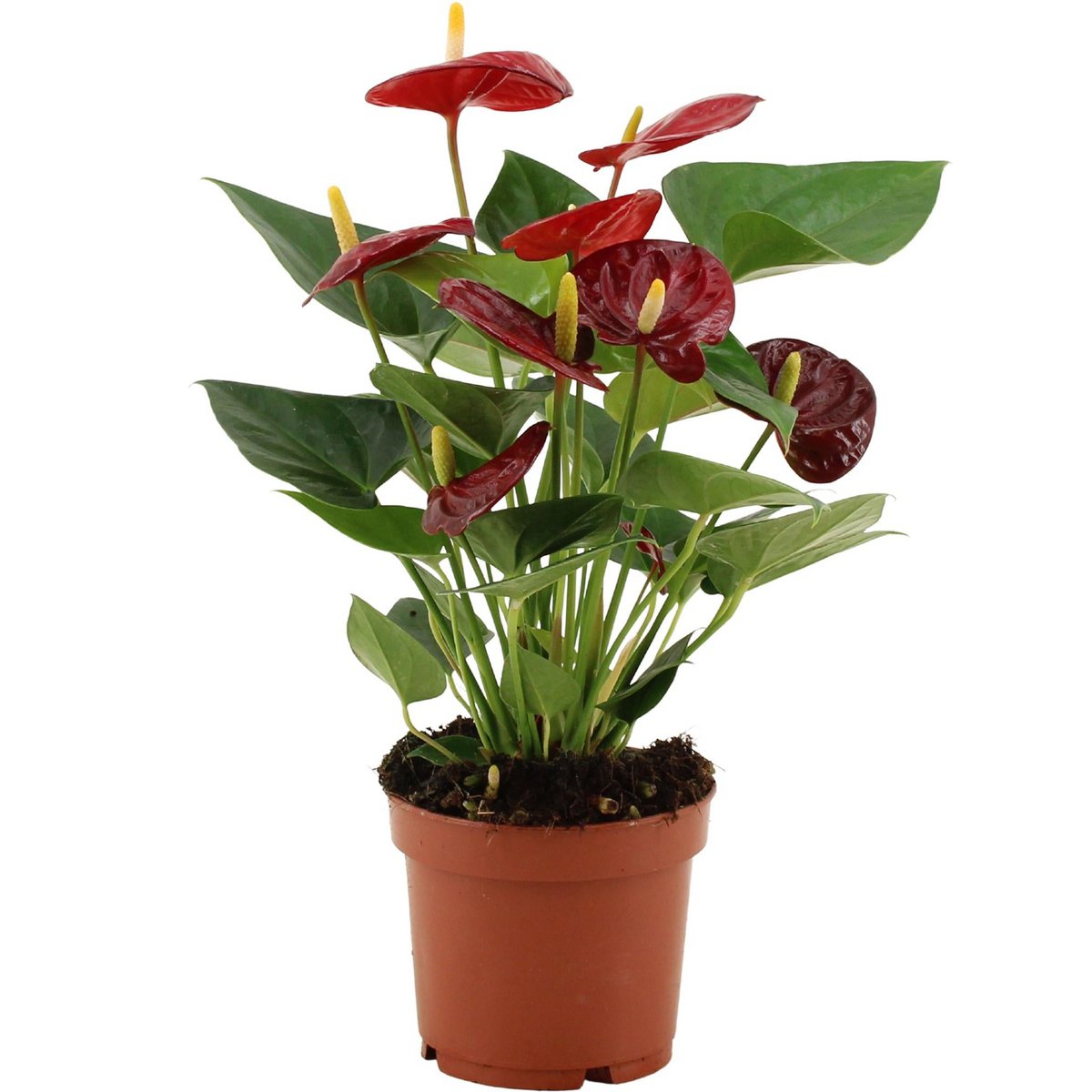 Anthurium calon in transparent sleeve - Ø12cm - ↕36cm