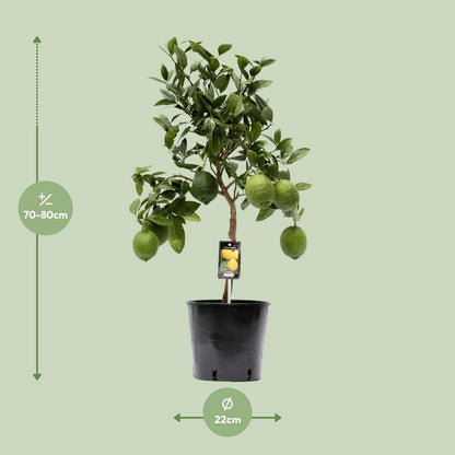 Citroenboom 80 cm