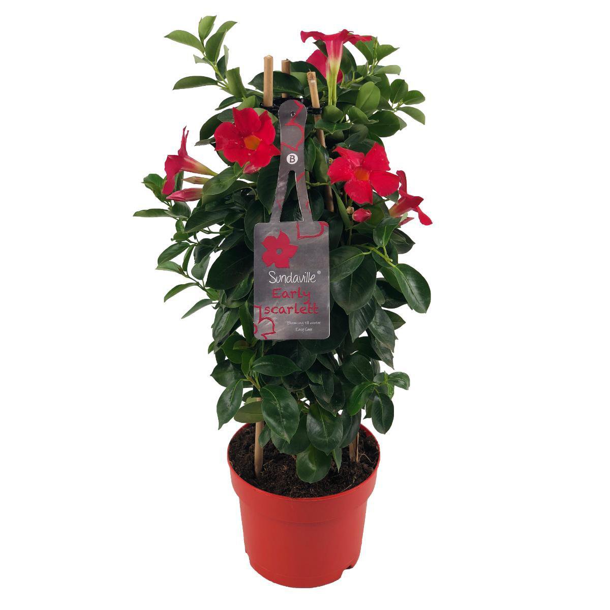 Promo - Mandevilla Sundaville vroege scharlaken in Toren (dipladenia) - Ø17cm - ↕55cm