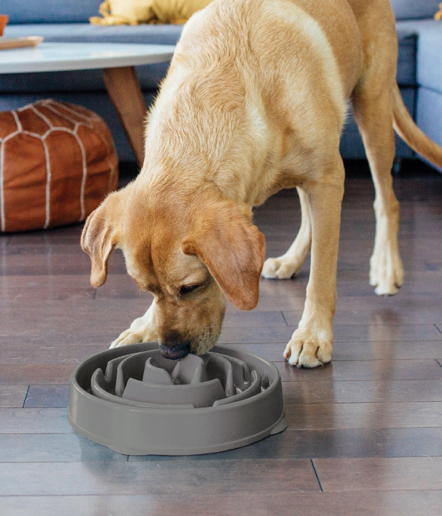 Honden voerbak anti-schrok 33x28x6 cm