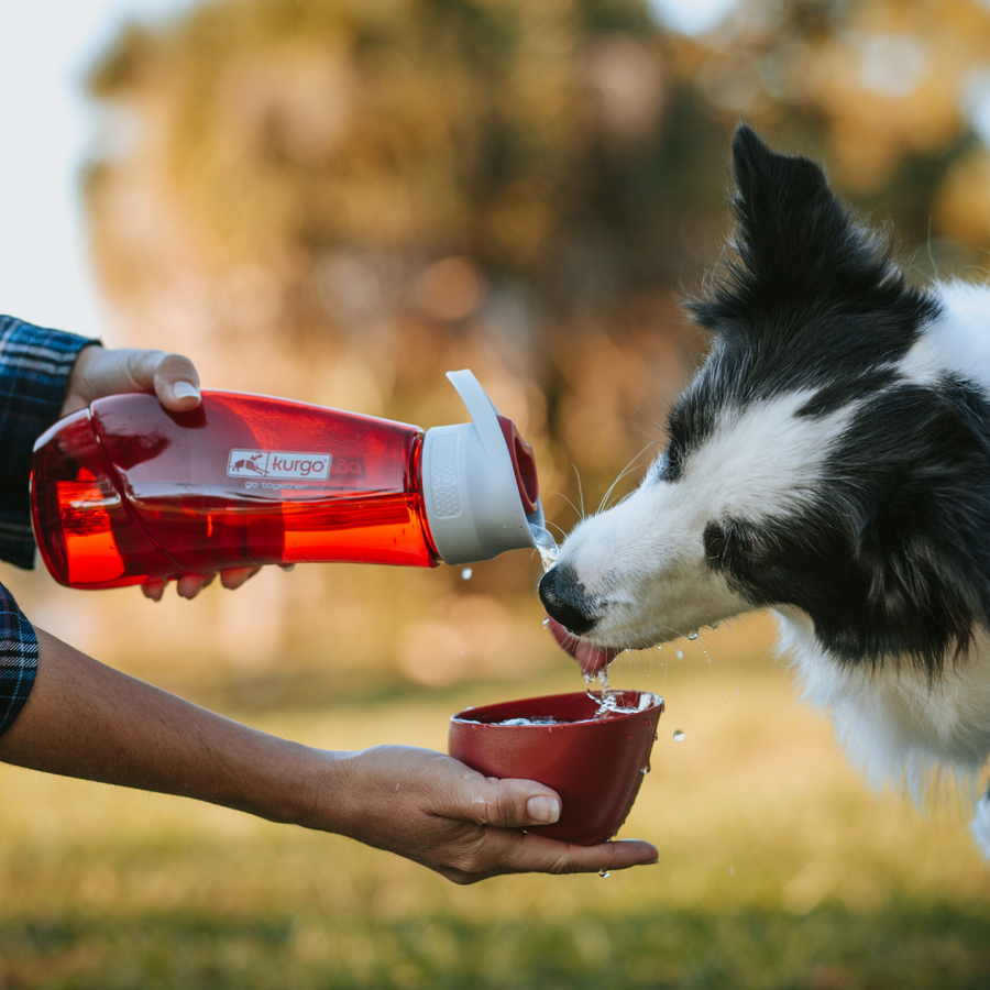 Honden waterfles met voerbak