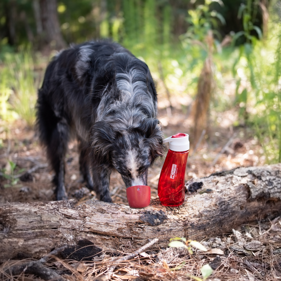 Honden waterfles met voerbak